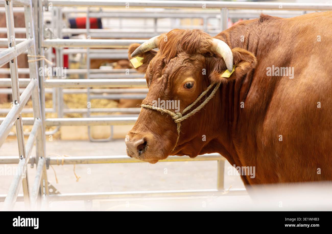 Un toro marrone rossastro con corna è in una penna di metallo durante una mostra di bestiame la vista ravvicinata mostra la testa e le spalle dell'animale che mette in risalto l'animale Foto Stock