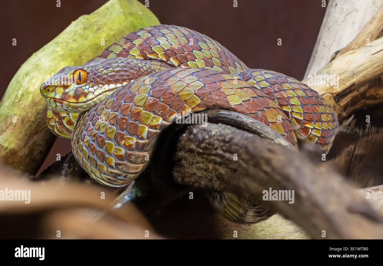 Vista ravvicinata del bellissimo Pitviper (Trimeresurus venustus) Foto Stock