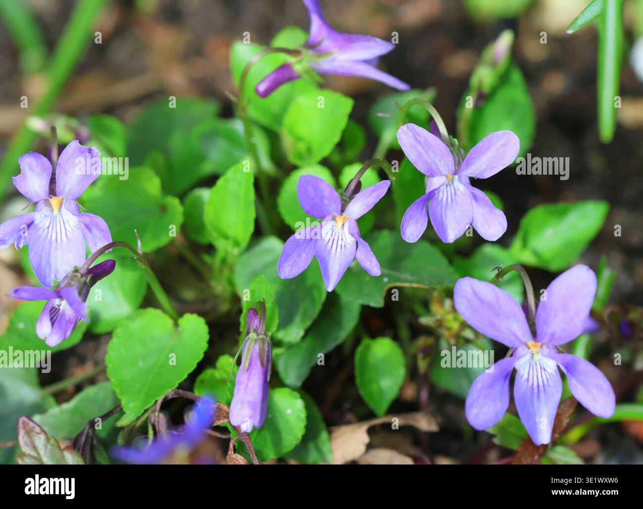 Common Dog Violet, Viola riviniana, fioritura a marzo. REGNO UNITO. Foto Stock
