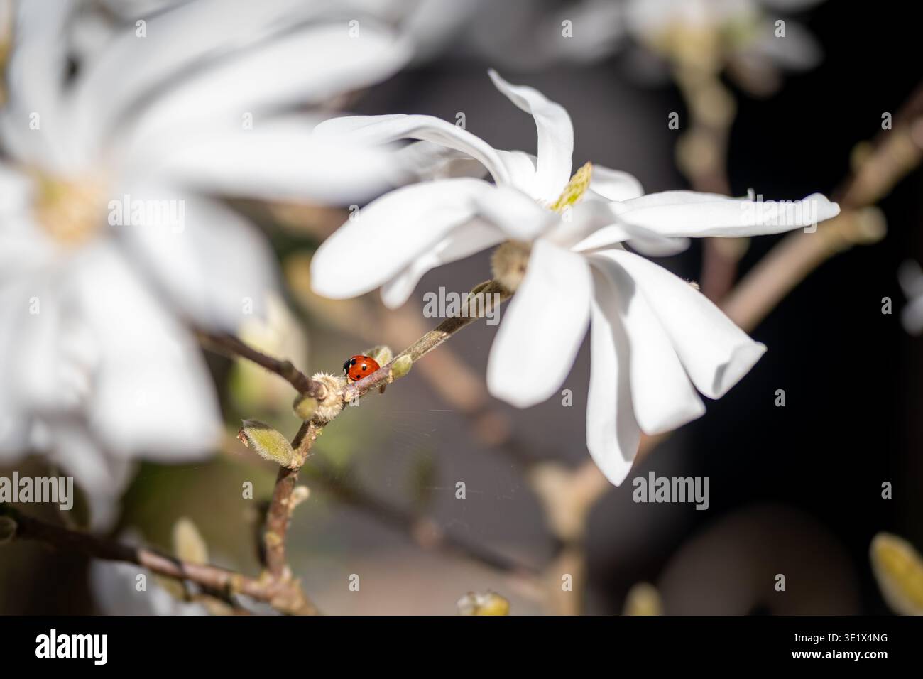 Il piccolo uccellino si trova sotto il fiore bianco della magnolia stellata sotto il sole Foto Stock