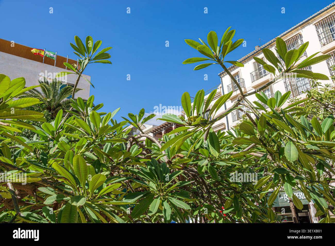 Malaga Spagna,Andalusia Andalucia,frangipani plumeria foglie di alberi tropicali,verde vegetazione piante da giardino,ornamentale paesaggio alberi,Mediterraneo urbano Foto Stock