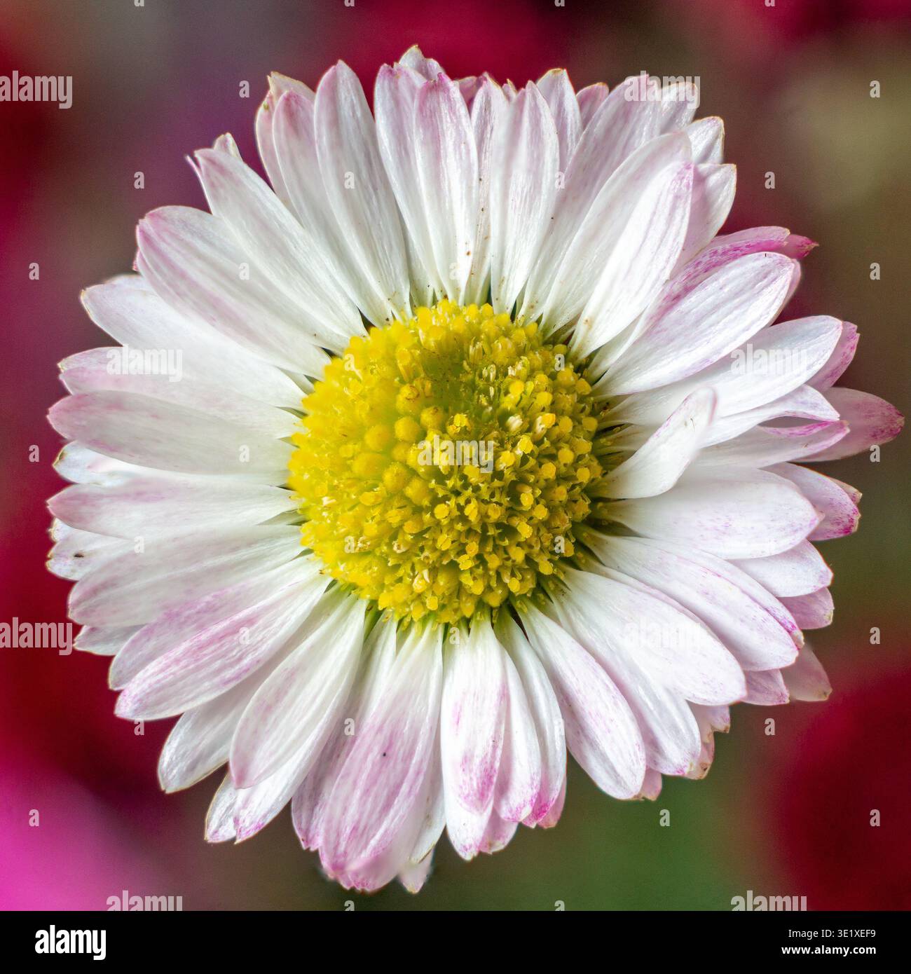 Margherita bianca fresca con punte di petali rosa Foto Stock