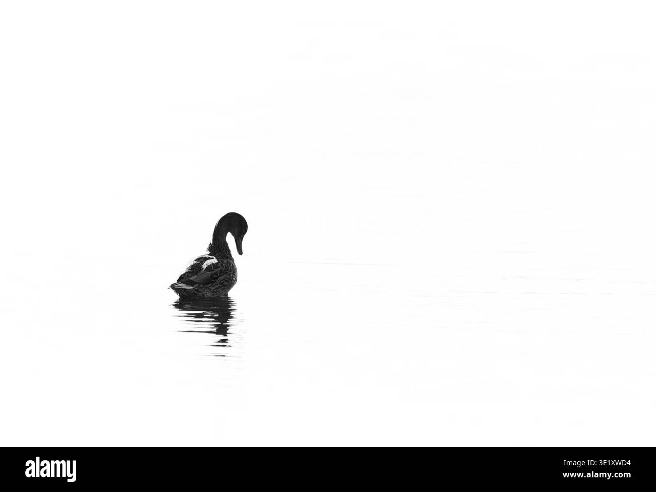 Anatra solitaria che nuota sulle acque calme in un paesaggio nebbioso minimalista, in stile monocromatico, spazio per copie. Foto Stock