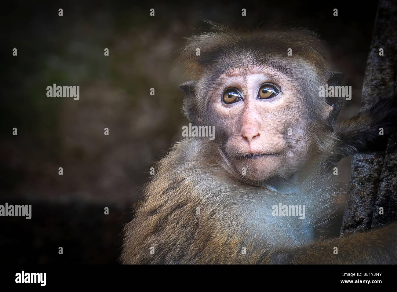 Contemplativo Toque Macaque nelle Ombre Foto Stock