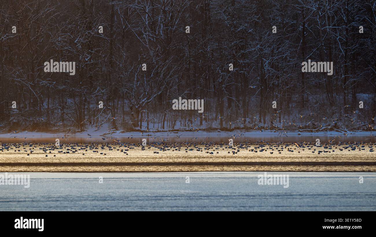 Uccelli acquatici appollaiano sul lago ghiacciato. Foto Stock