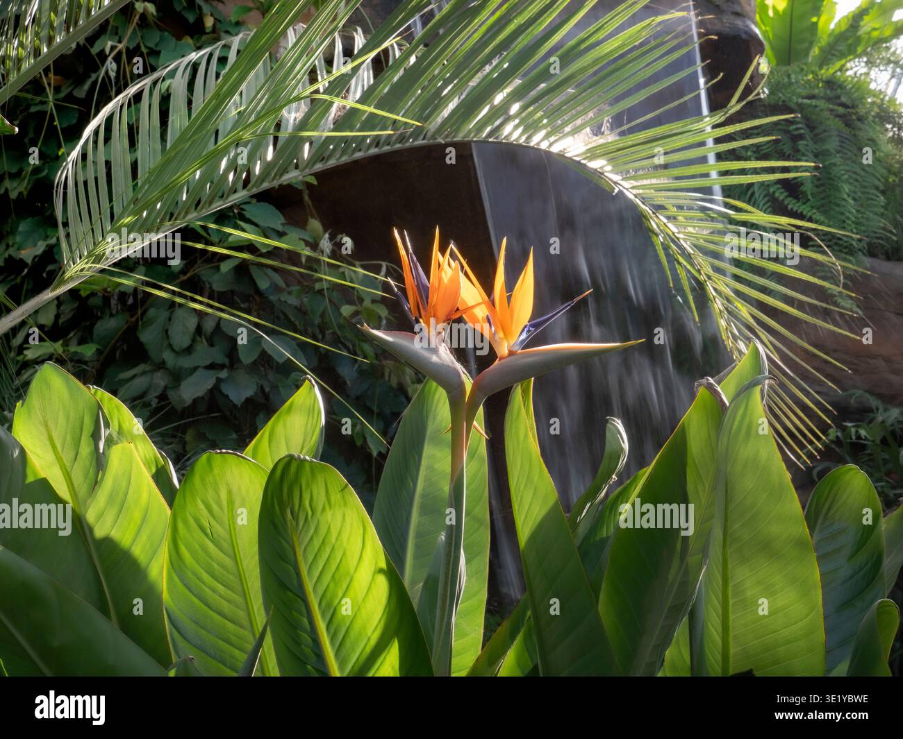 Strelizia reginae "uccello del paradiso" che cresce in una verdeggiante palma tropicale lascia la situazione cascata dietro erbacea perenne del genere strelitziaceae Foto Stock