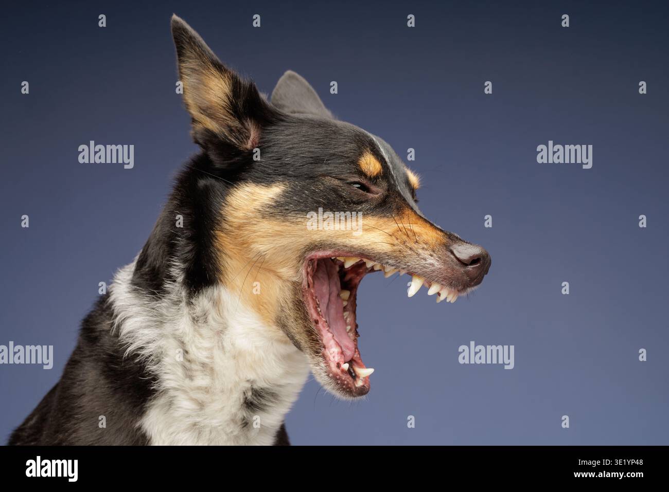 Profilo laterale di un cane domestico che sbadiglia con bocca aperta e denti visibili. Concetto di comportamento animale, affaticamento, rilassamento, cura degli animali, animale da compagnia Foto Stock