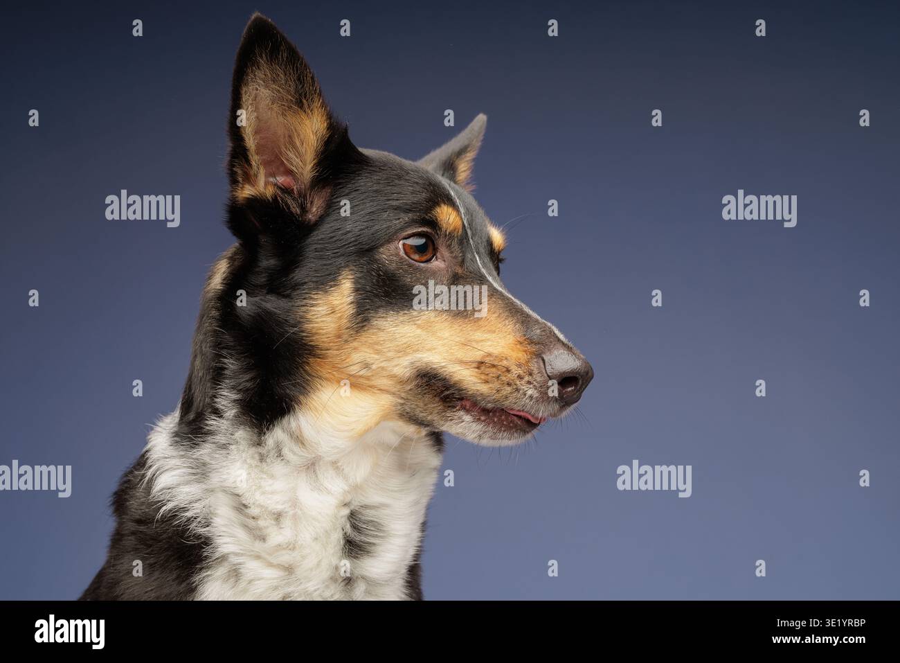 Profilo laterale di un cane domestico con sguardo attento e orecchie rialzate. Concetto di comportamento degli animali domestici, comunicazione con il proprietario, cura degli animali da compagnia, formazione Foto Stock