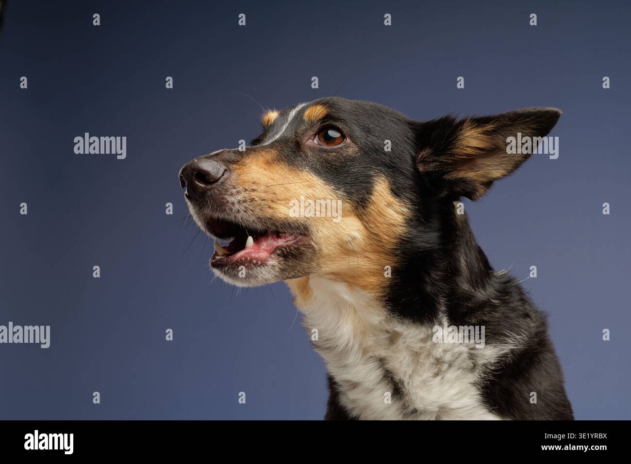 Cane domestico con bocca aperta e denti visibili che guardano verso l'alto. Concetto di comunicazione animale domestico, espressione animale, attenzione, curiosità e accompagnatore Foto Stock