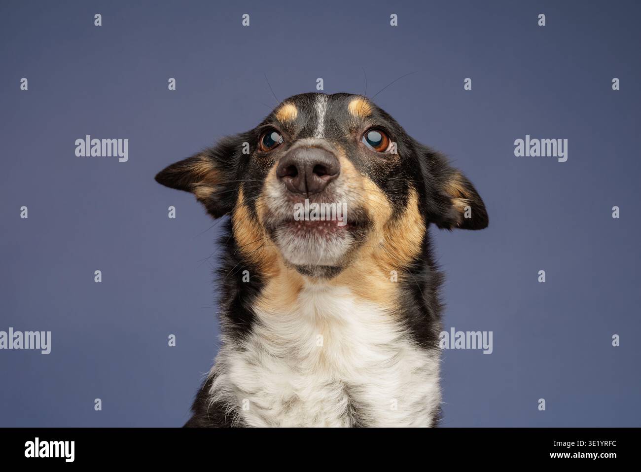 Cane domestico che guarda verso l'alto con gli occhi larghi e le orecchie sollevate. Concetto di curiosità, attenzione, comportamento degli animali domestici, umorismo e porta animale da compagnia espressiva Foto Stock