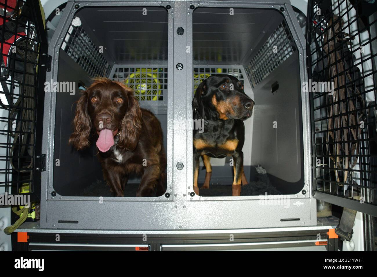 Lo spaniel marrone e il cane nero e marrone seduti in gabbie separate per il trasporto di animali domestici all'interno del retro di un veicolo. Foto Stock