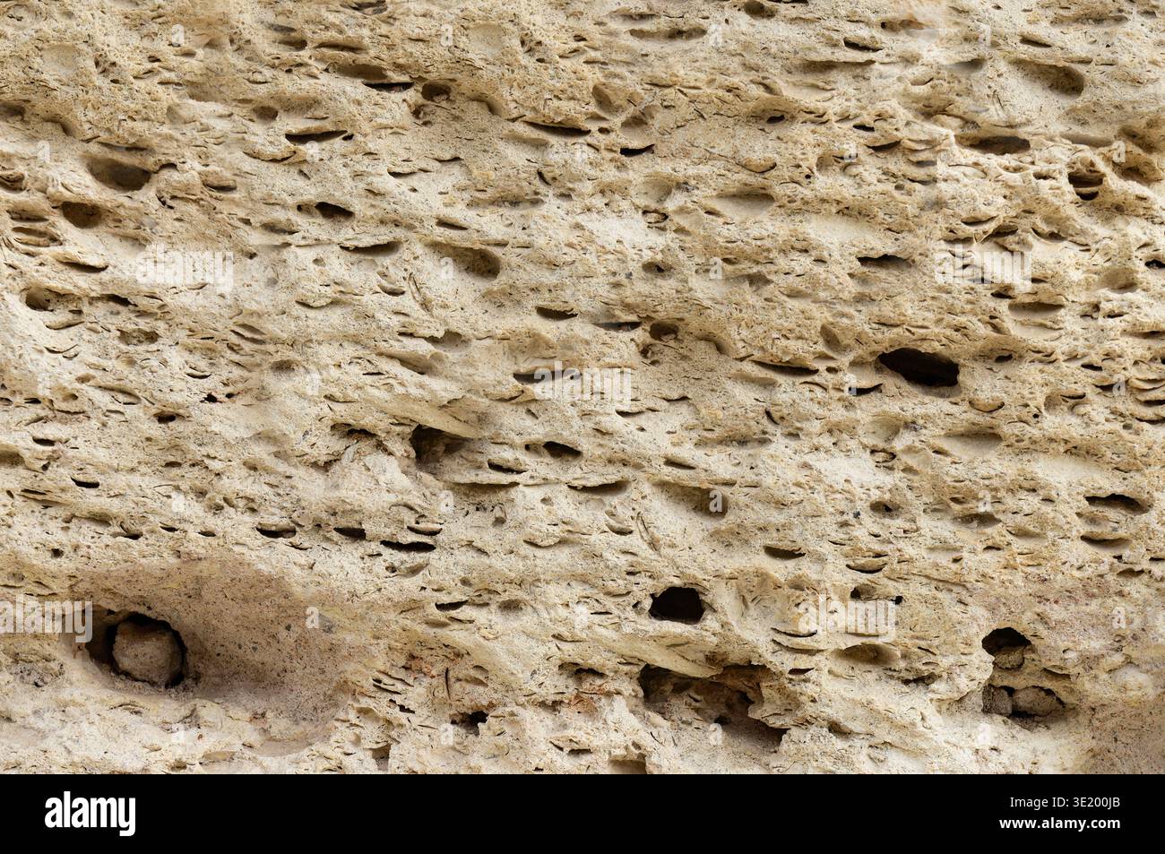 Una roccia con molti buchi. I fori sono piccoli e sparsi. La roccia è di colore marrone Foto Stock