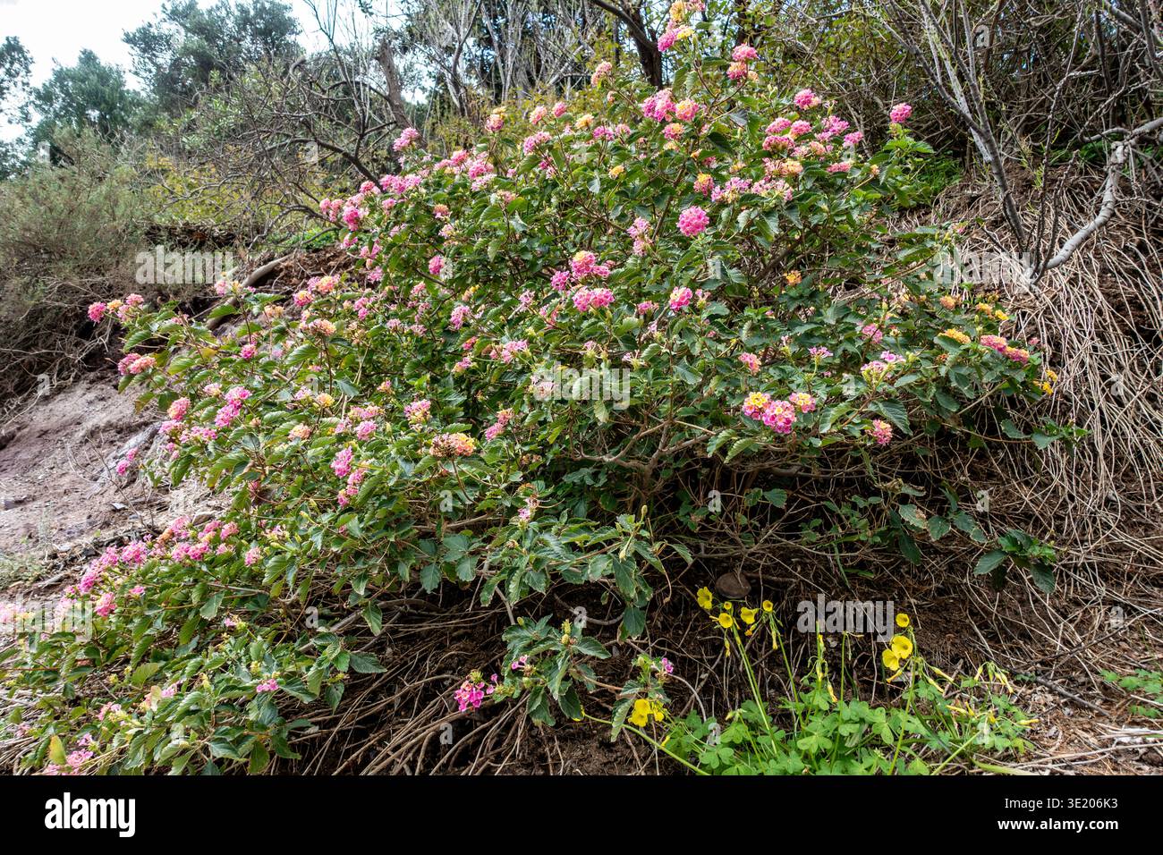 Fiori di Lantana rosa e giallo fioriscono su un cespuglio verde che cresce lungo un'aspra collina a Cartagena, Spagna, accompagnati da piccoli fiori selvatici gialli. Foto Stock