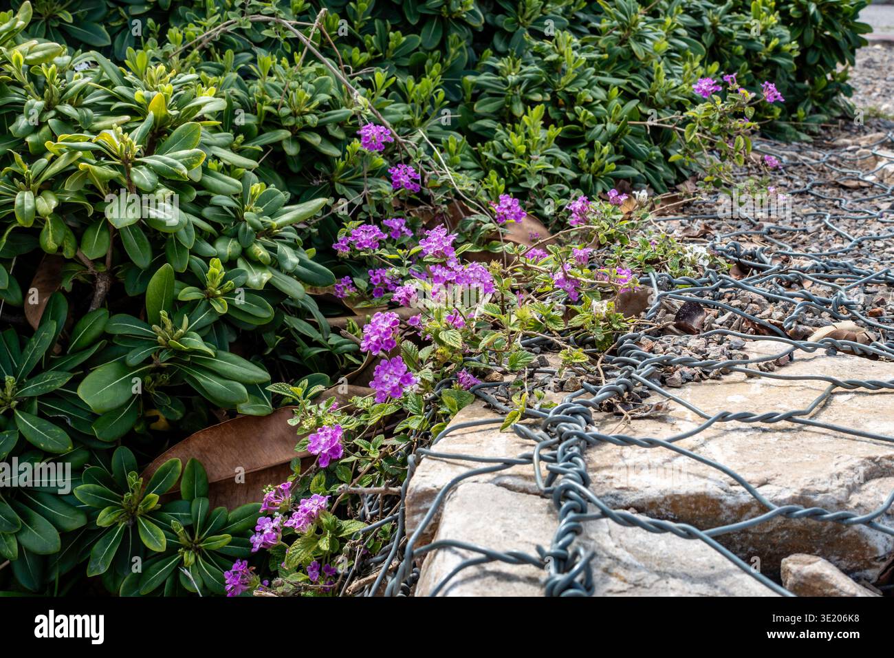 La Lantana viola (Lantana montevidensis) cresce insieme al pittosporum giapponese verde (Pittosporum tobira) da un gabbione di cavi a Cartagena, Spagna. Foto Stock