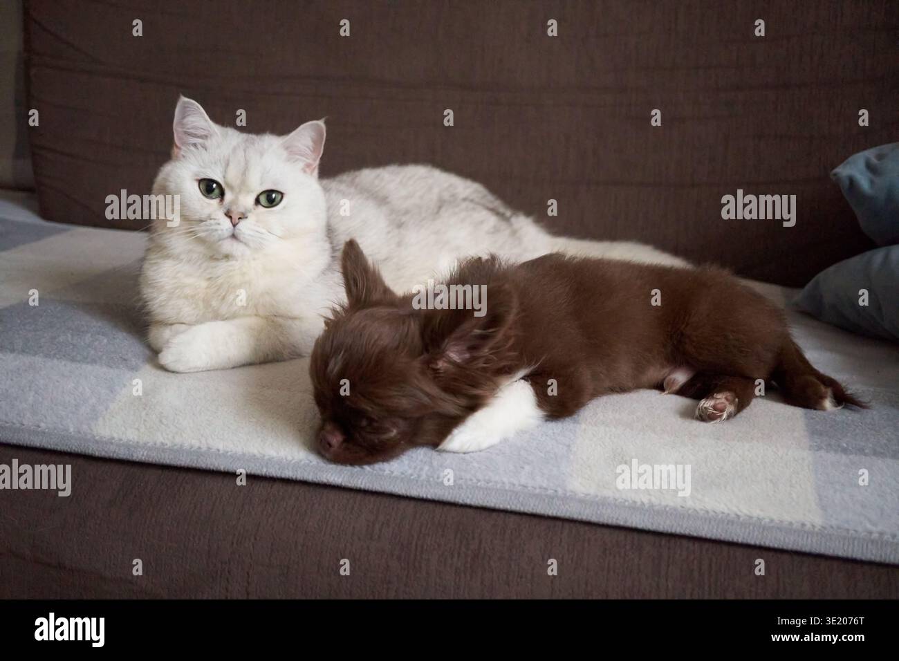 Un momento divertente tra un gatto affascinante e un cane addormentato su un divano accogliente Foto Stock
