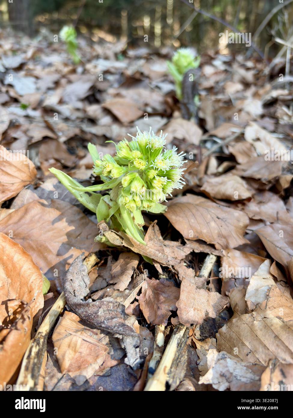Primo piano di un germoglio verde che emerge da foglie secche cadute nel Parco Nazionale di Ojcowski, Polonia. Il primo risveglio della natura a Ojcow, vicino a Cracovia. - Immagine stock catturata con smartphone