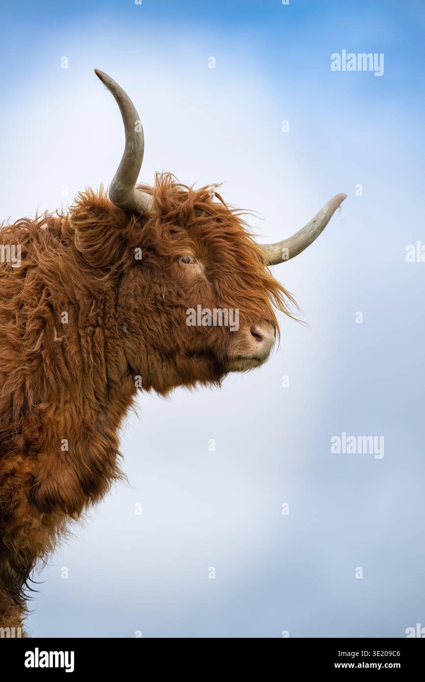 Primo piano della testa e della faccia di una mucca delle Highland, con imponenti corna. Scozia, Regno Unito. Foto Stock