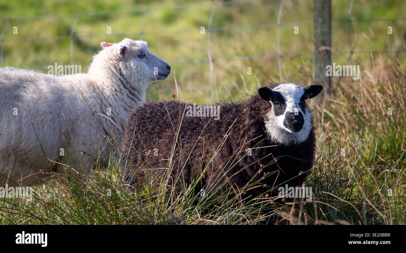 Un paio di pecore delle Shetland una razza nota per la loro lana fine e la loro durezza. Foto Stock