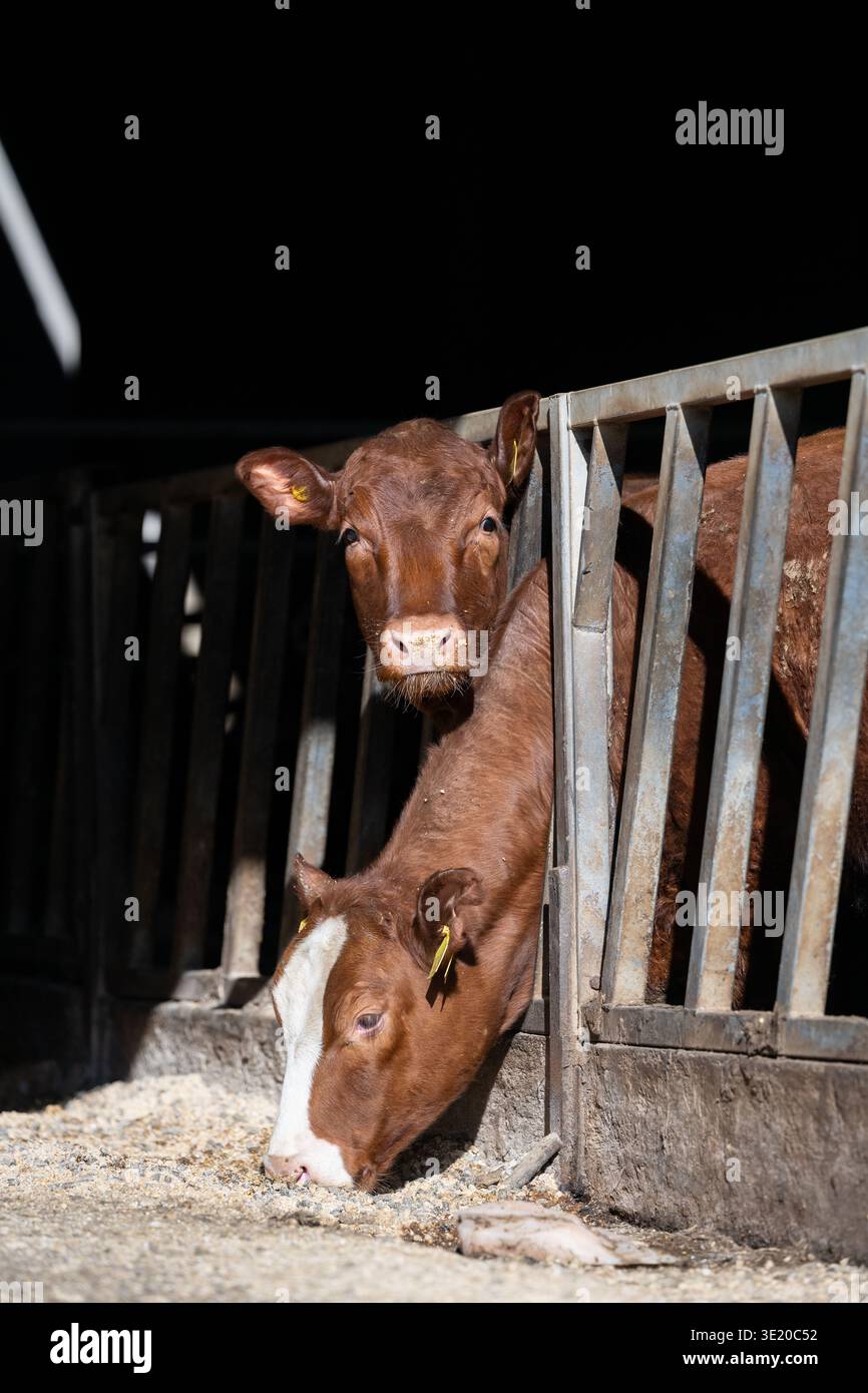 Mucche in un capannone di bestiame che mangiano alimenti forniti loro dall'agricoltore. Ayrshire, Regno Unito. Foto Stock