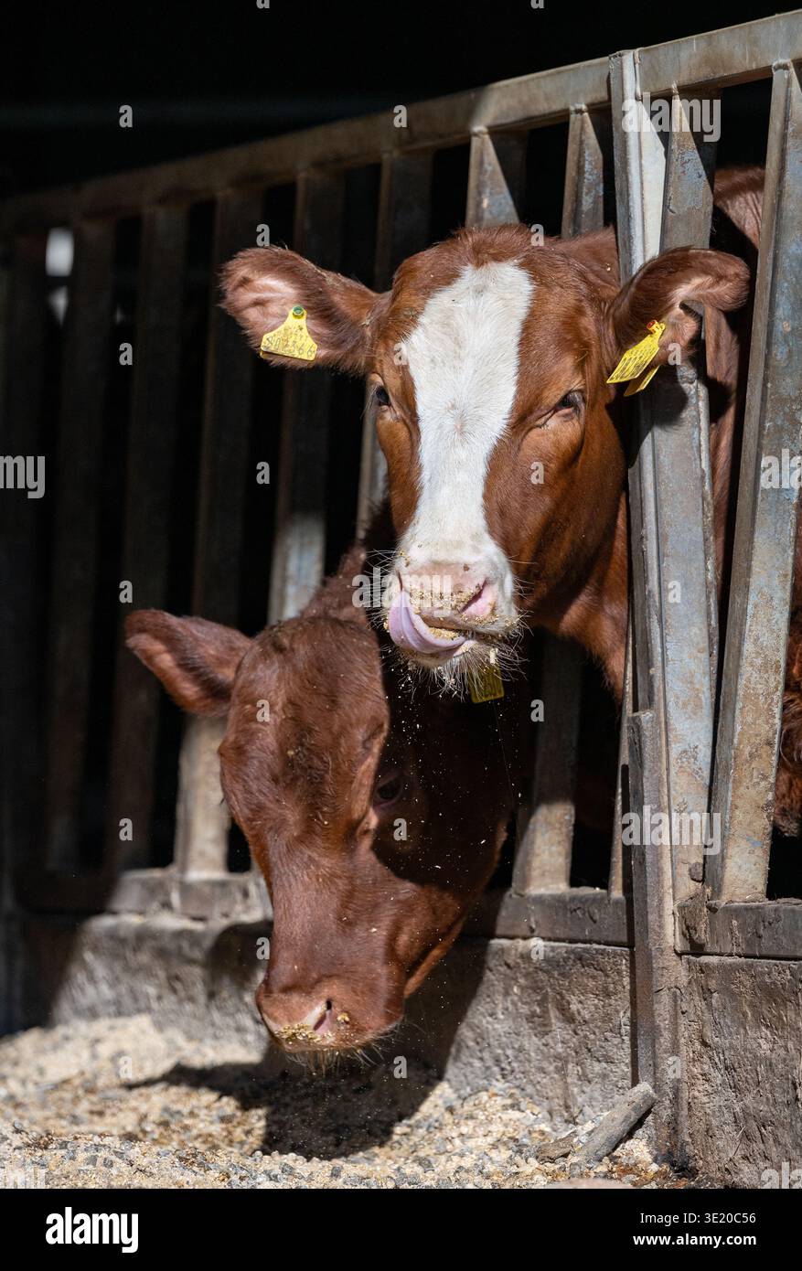 Mucche in un capannone di bestiame che mangiano alimenti forniti loro dall'agricoltore. Ayrshire, Regno Unito. Foto Stock
