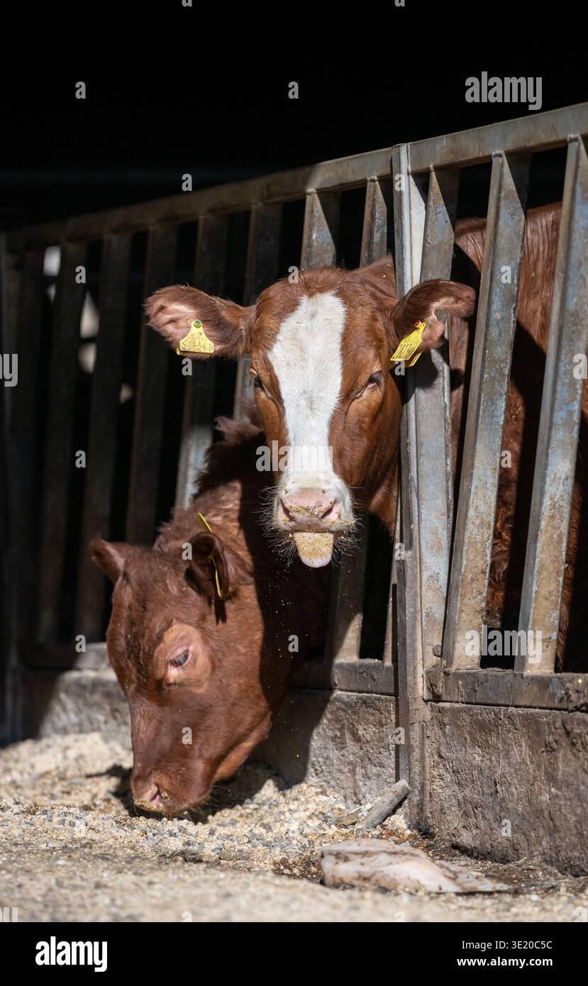 Mucche in un capannone di bestiame che mangiano alimenti forniti loro dall'agricoltore. Ayrshire, Regno Unito. Foto Stock