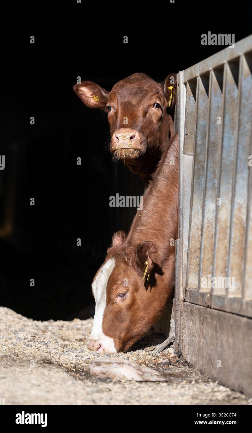 Mucche in un capannone di bestiame che mangiano alimenti forniti loro dall'agricoltore. Ayrshire, Regno Unito. Foto Stock