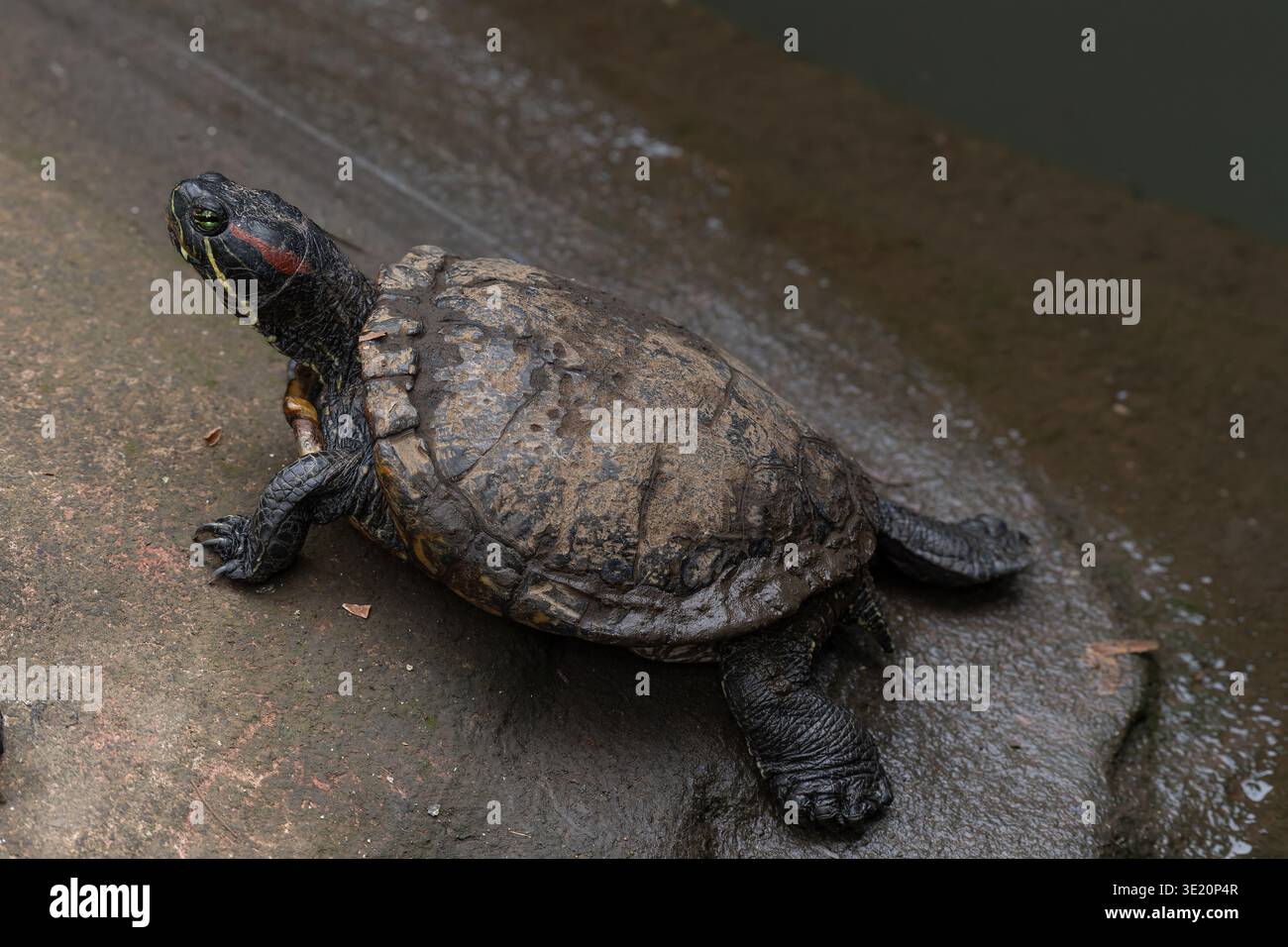 Cursore con orecchie rosse, Trachemys scripta elegans, Emydidae, San Josè, Costa Rica Foto Stock