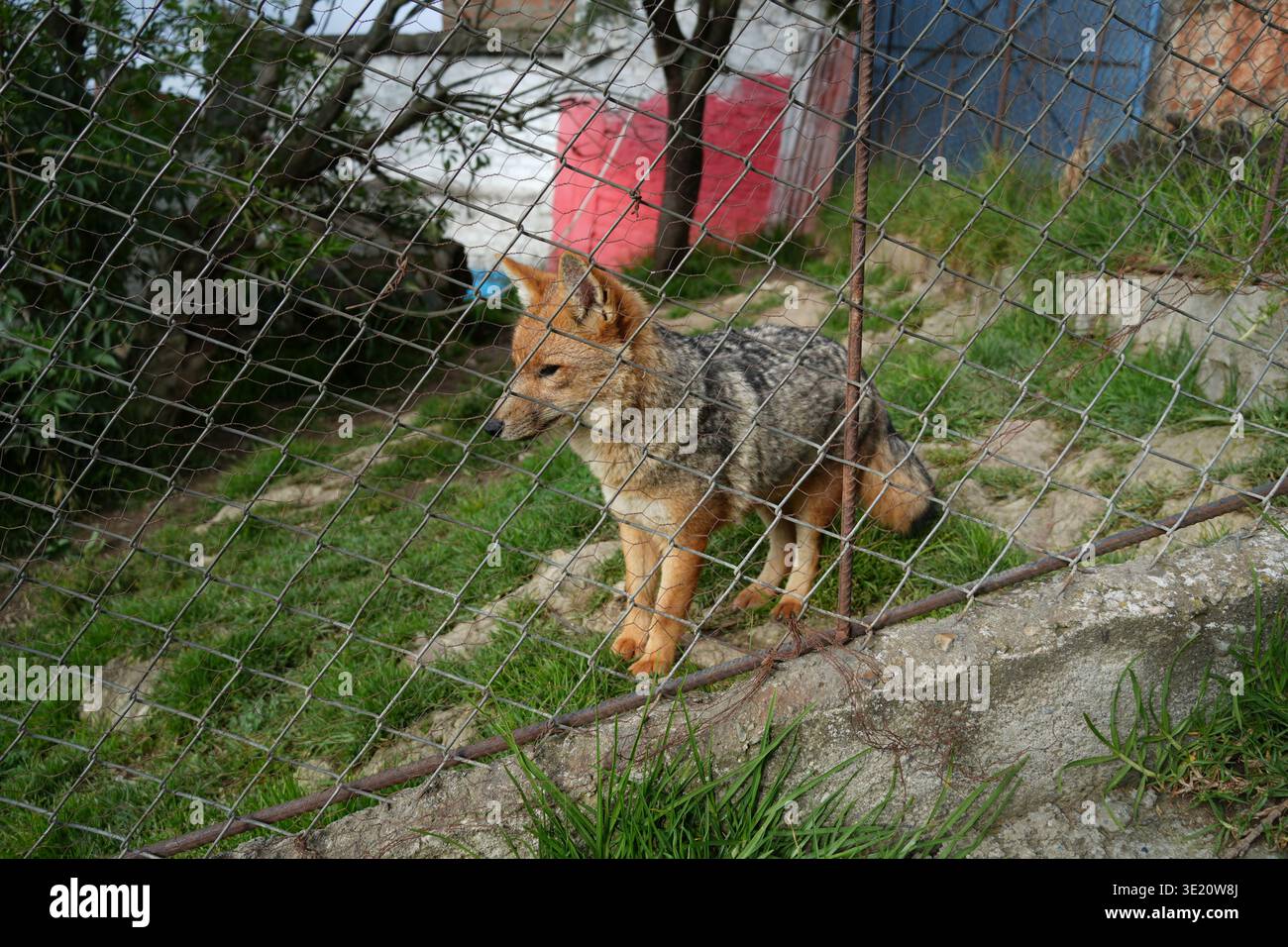 Volpe andina in uno zoo o recinzione di salvataggio, che rappresenta la cattività e la conservazione della fauna selvatica Foto Stock