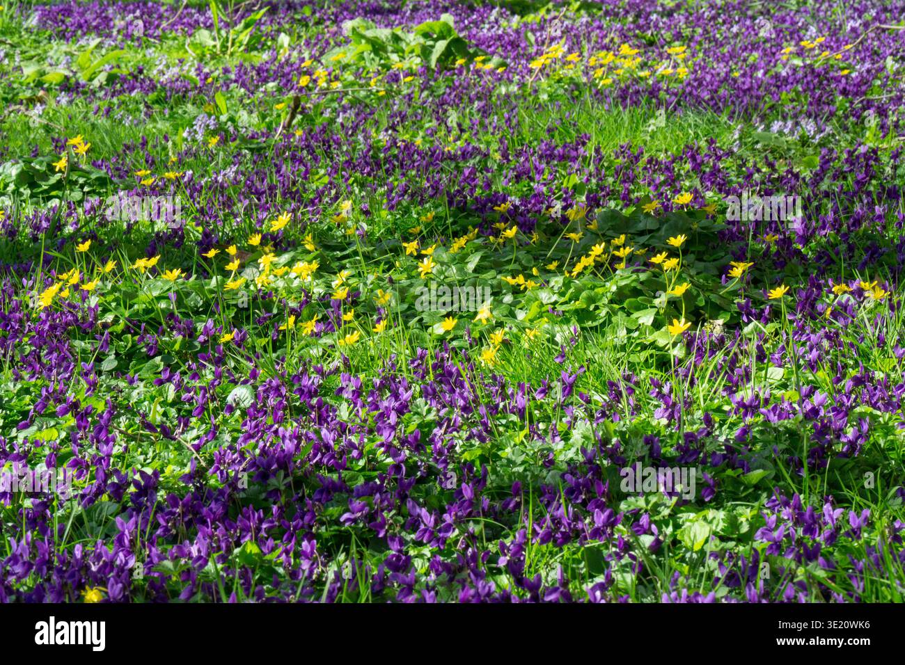 Meteo nel Regno Unito, 17 marzo 2026: Mentre il sole arriva a Londra un glorioso tappeto di violette e celandine ha preso il controllo di un'area di prato nella tenuta residenziale William Bonney a Clapham, nel sud di Londra. I fiori stanno attirando polinatori, che è un motivo importante per incoraggiare i fiori selvatici al posto dell'erba semplice negli spazi pubblici e nei giardini privati. Crediti: Anna Watson/Alamy Live News Foto Stock