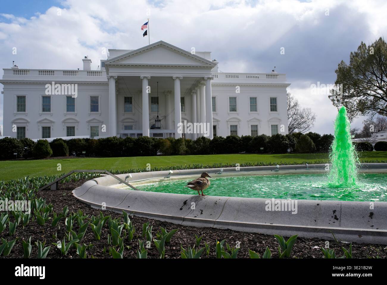 Washington DC, Stati Uniti. 17 marzo 2026. L'acqua della fontana della Casa Bianca sul lato nord è colorata di verde per celebrare il giorno di San Patrizio a Washington, DC, USA martedì 17 marzo 2026. Credito: Yuri Gripas/Pool via CNP/MediaPunch credito: MediaPunch Inc/Alamy Live News Foto Stock