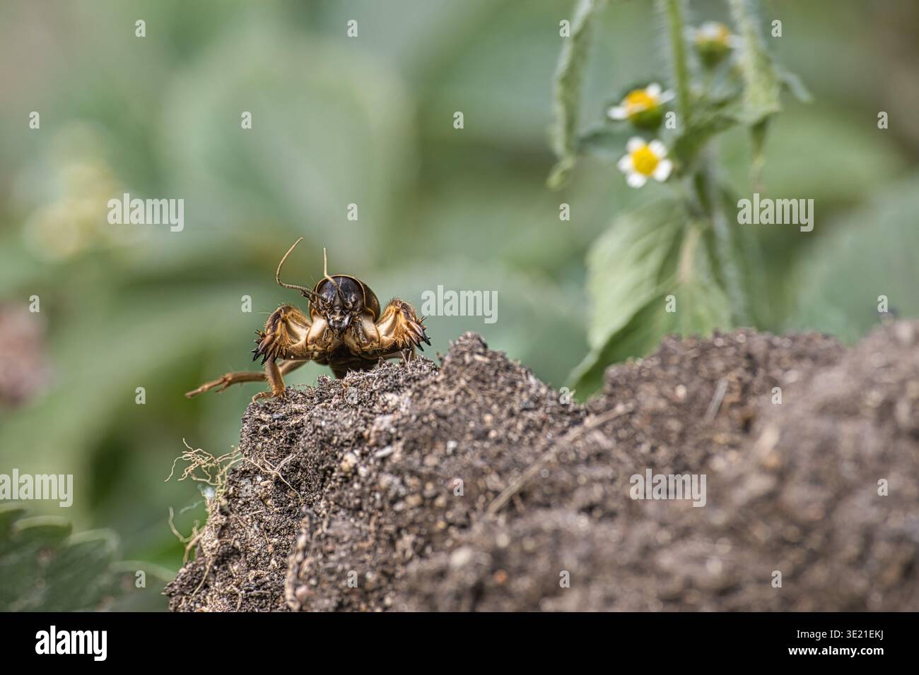Primo piano di un cricket talpa che emerge dal suolo in una tana da giardino, mostrando dettagliati frontalini, antenne e sporcizia durante il trasporto Foto Stock