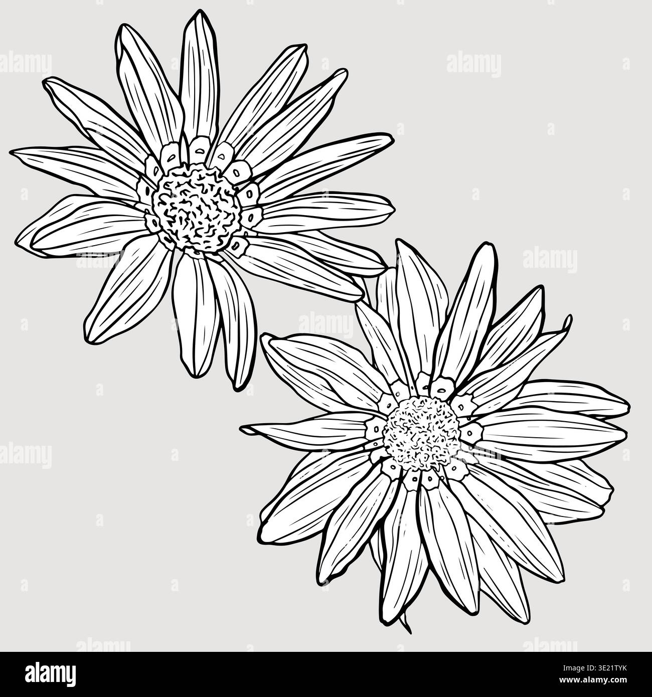 Illustrazione monocromatica dettagliata di due grandi gerberas con intricati petali e motivi centrali contro, che mostrano un'arte di linea sottile. Illustrazione Vettoriale