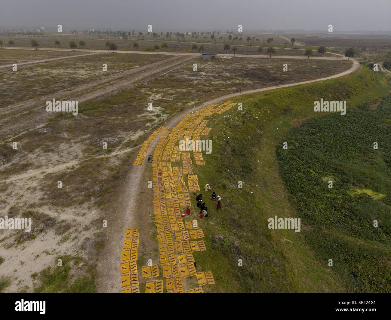 Narayanganj, Bangladesh - 8 marzo 2026: Vista aerea di vivaci motivi rettangolari gialli che si asciugano al sole, in contrasto con la terra pallida e vi Foto Stock