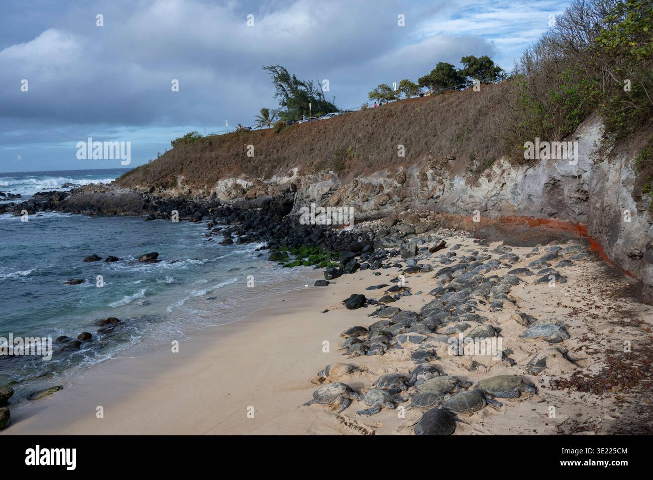 Una costa rocciosa con spiaggia sabbiosa e molte tartarughe marine crogiolate sotto un cielo nuvoloso. Hookipa Beach, Maui, Hawaii, Stati Uniti Foto Stock