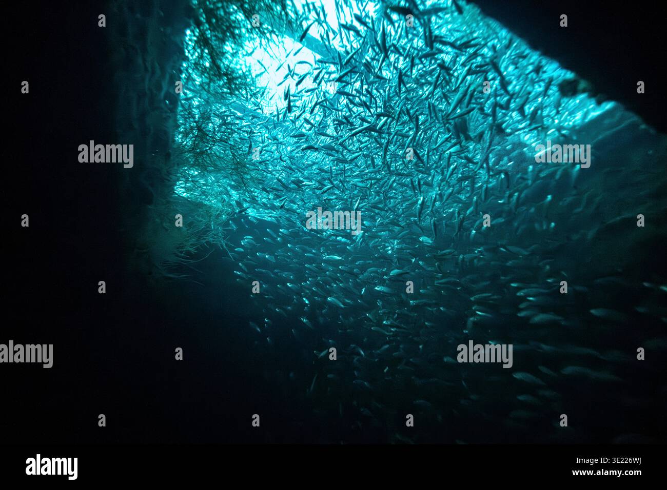 Una grande scuola di pesci nuota sott'acqua illuminata dalla luce del sole che filtra attraverso la superficie. La Paz, Baja California Sur, Messico Foto Stock