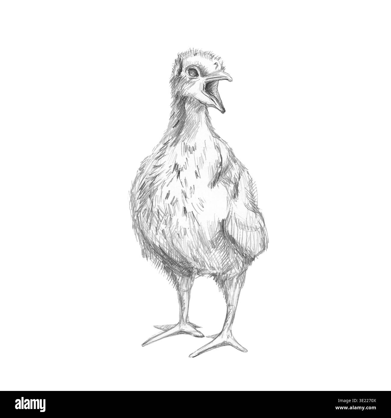 Pulcino di tacchino con becco aperto. Illustrazione a matita isolata per libri per bambini, illustrazioni agricole, design di abbigliamento, schede, imballaggi alimentari, il Foto Stock