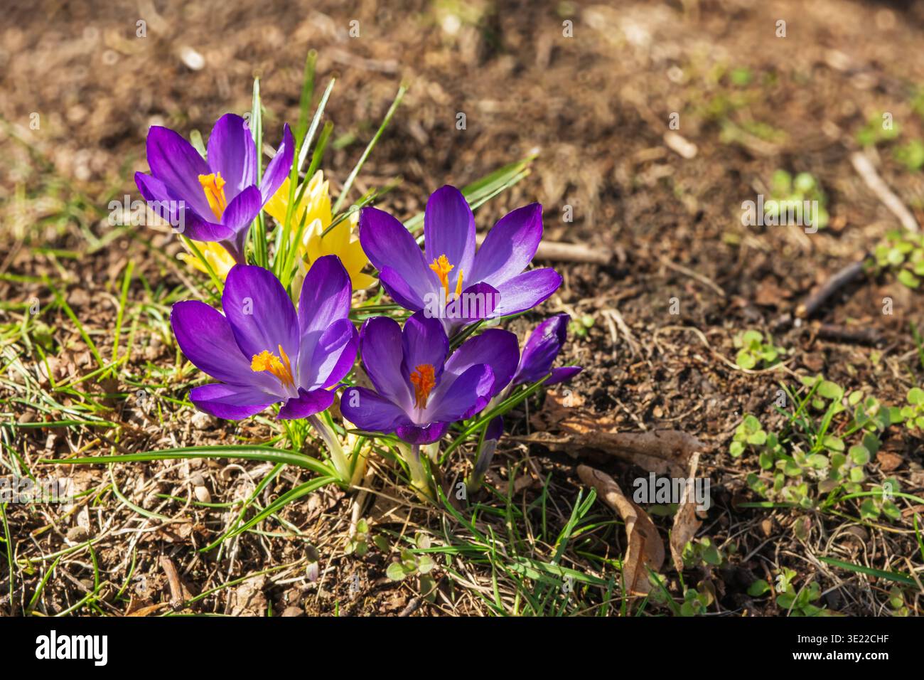 Crocchi alla luce del sole mattutino. Foto Stock