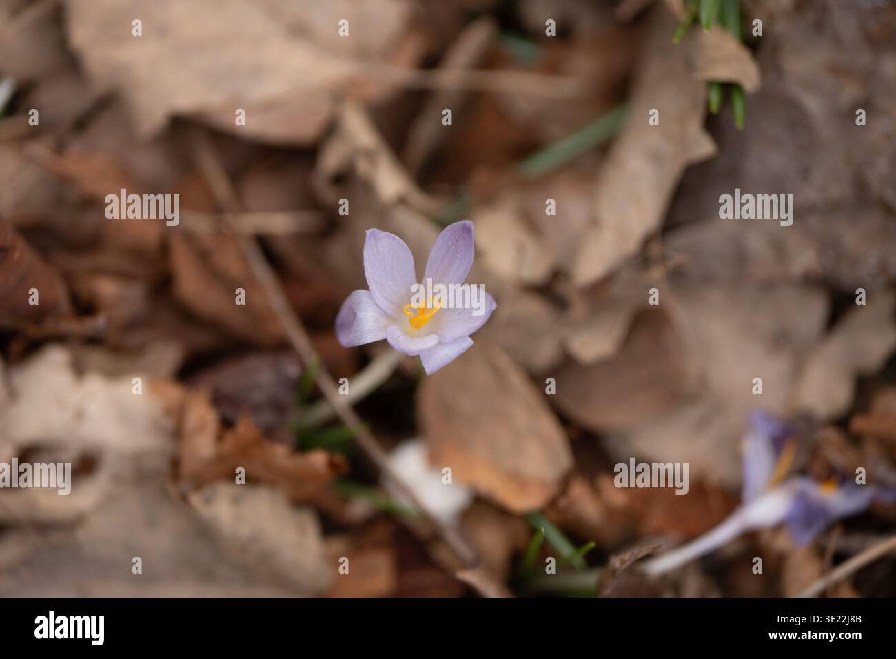 Singolo fiore di Crocus che cresce tra foglie secche primo piano: Delicato croco che emerge dal suolo forestale all'inizio della primavera. Foto Stock