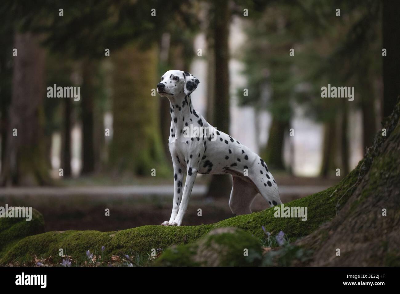 Cane dalmata in piedi tra gli alberi nella foresta di Crocus in fiore Foto Stock