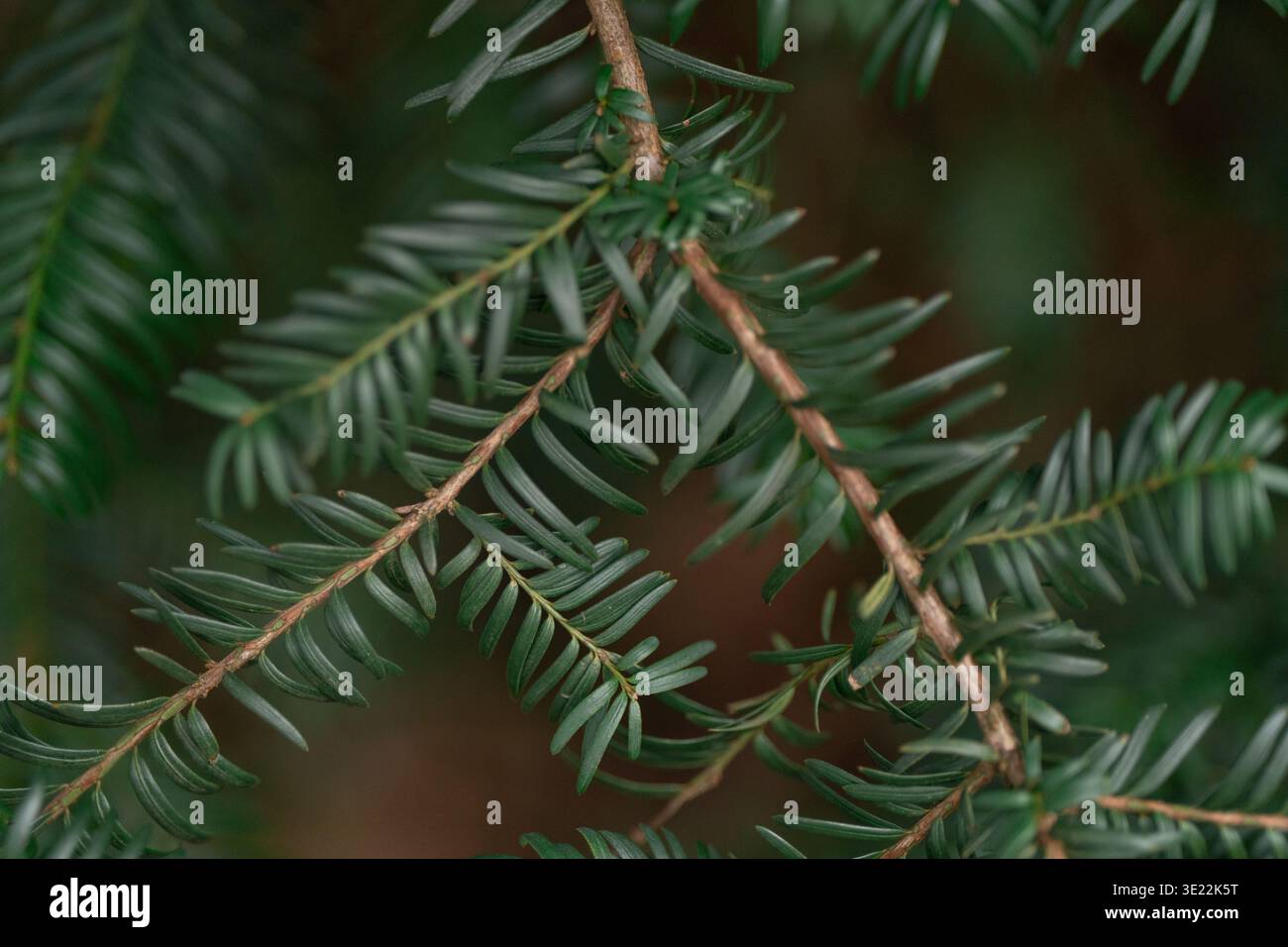 Macro Shot con rami di Fir Evergreen in Natural Forest Light: Aghi di abete verde in primo piano con un morbido sfondo boschivo sfocato. Foto Stock