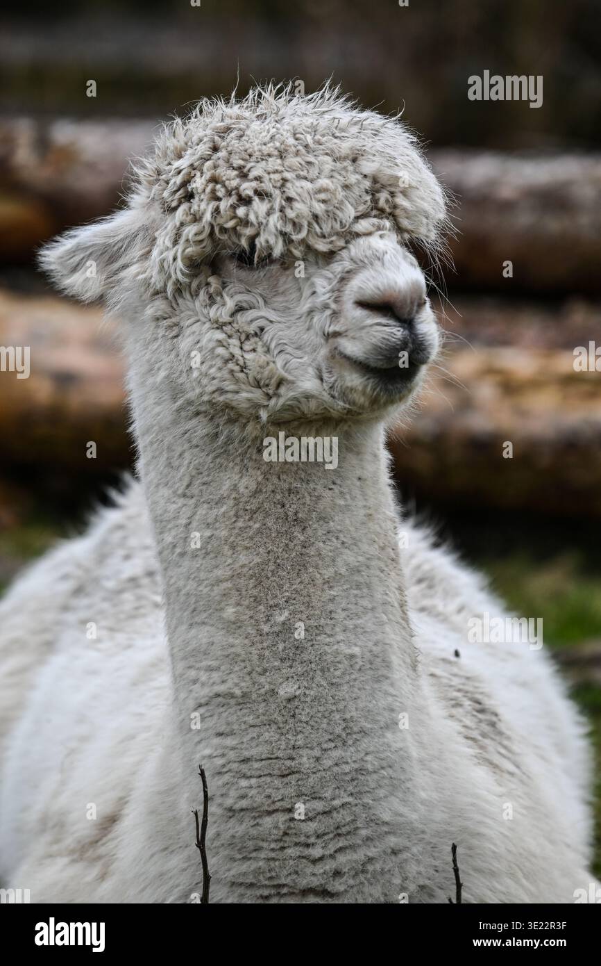 Ritratto di un alpaca bianco (Vicugna pacos) in una fattoria in Scozia. Primo piano di uno spesso volto in lana e fleece con una luce soffusa, guardando la fotocamera. Foto Stock
