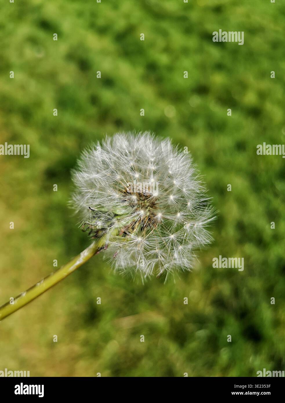 Primo piano con dente di leone a fuoco nitido su un soffice sfondo di erba sfocato, che mette in risalto i dettagli delicati, la texture naturale e la calma atmosfera dei prati primaverili - Immagine stock catturata con smartphone