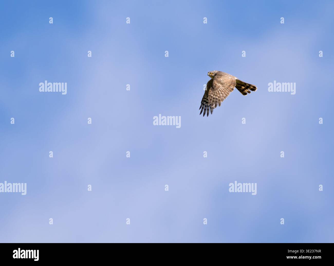 Un Goshawk selvaggio (Accipiter gentilis) in volo in mostra contro un cielo blu, Norfolk Foto Stock