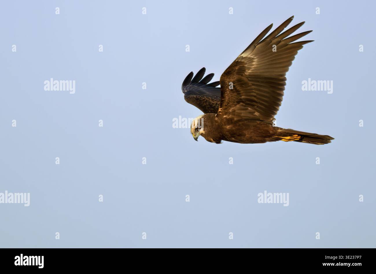 Una donna Marsh Harrier (Circus aeruginosus) si libra in cerca di preda, Norfolk Foto Stock