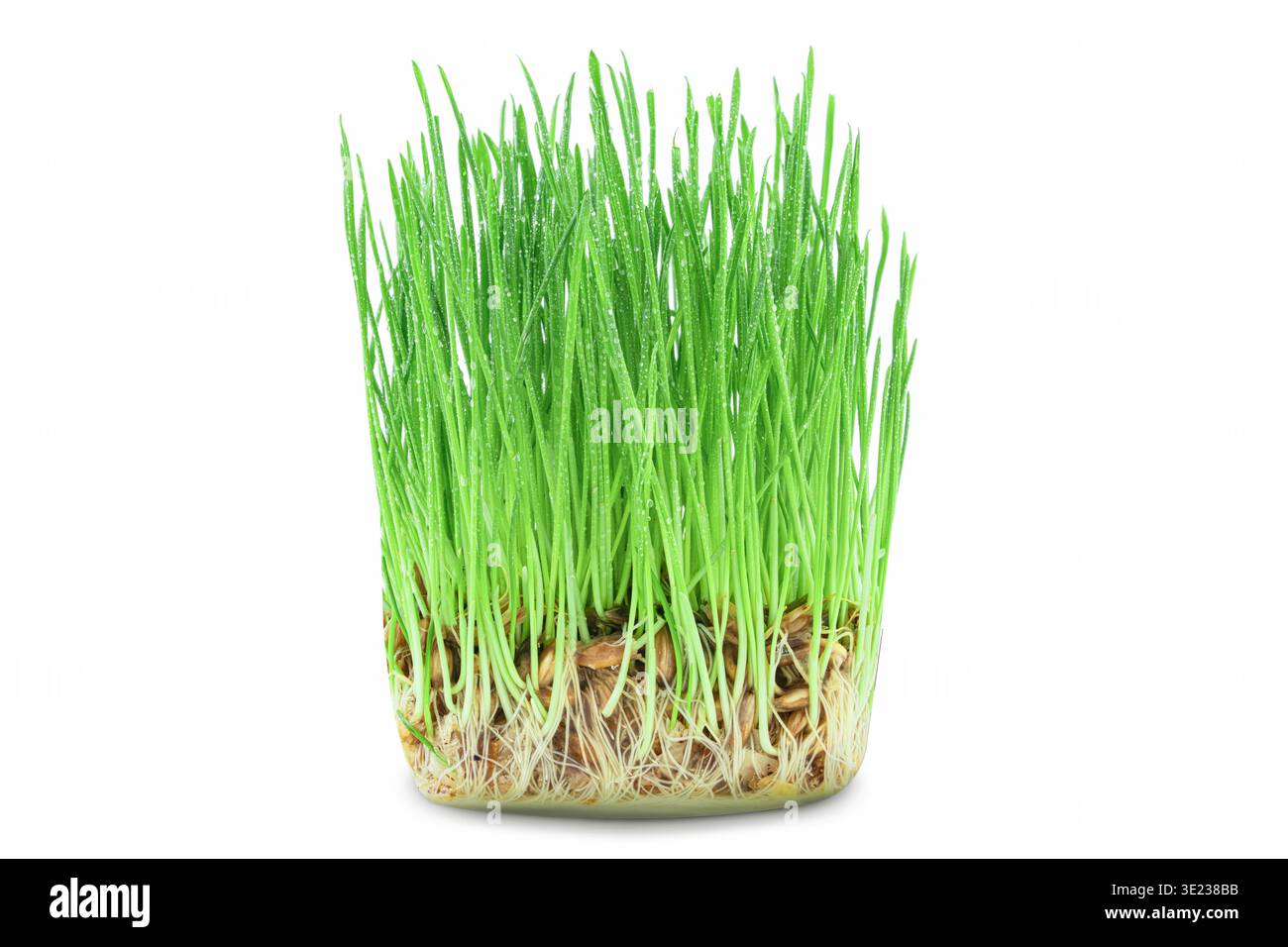 Erba verde per germogli di gatti di frumento, orzo o avena - isolare su sfondo bianco. Un'erba popolare per i gatti, che è anche chiamata erba di gatto o micr Foto Stock