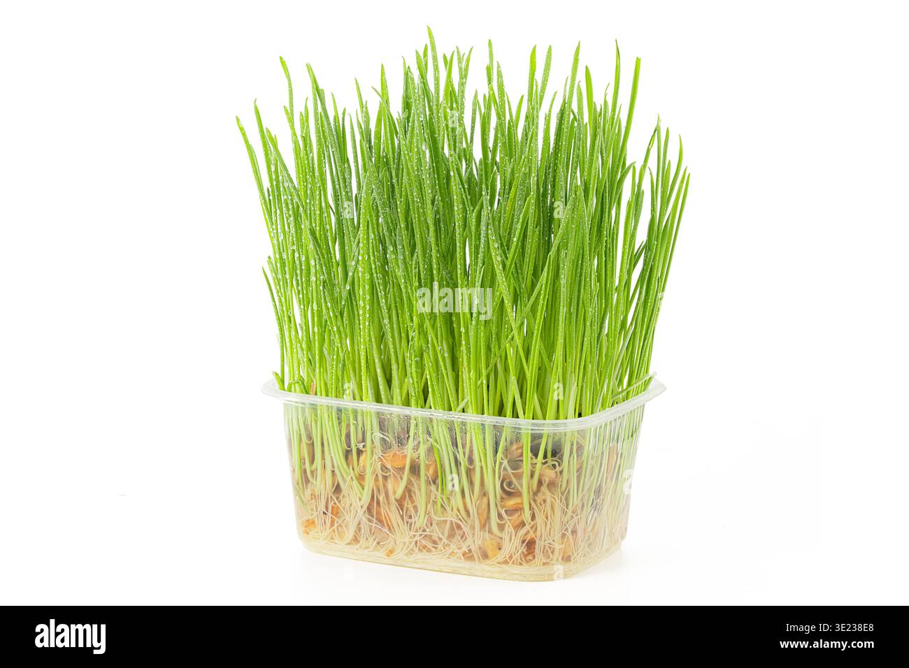 Erba germogliata avena frumento o orzo in un contenitore di plastica, solitamente utilizzato come additivo per la dieta di gatti e altri animali domestici. Isolare in un attimo Foto Stock