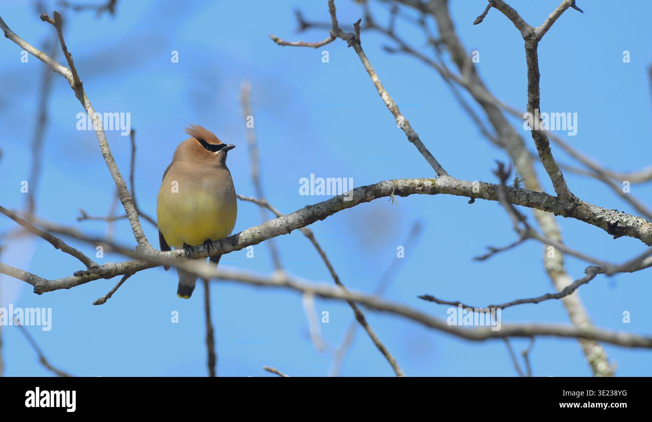 cedar Waxwing è un membro della famiglia Bombycillidae o della famiglia delle cere di uccelli passeri. È un uccello di medie dimensioni che è principalmente marrone, grigio, e. Foto Stock