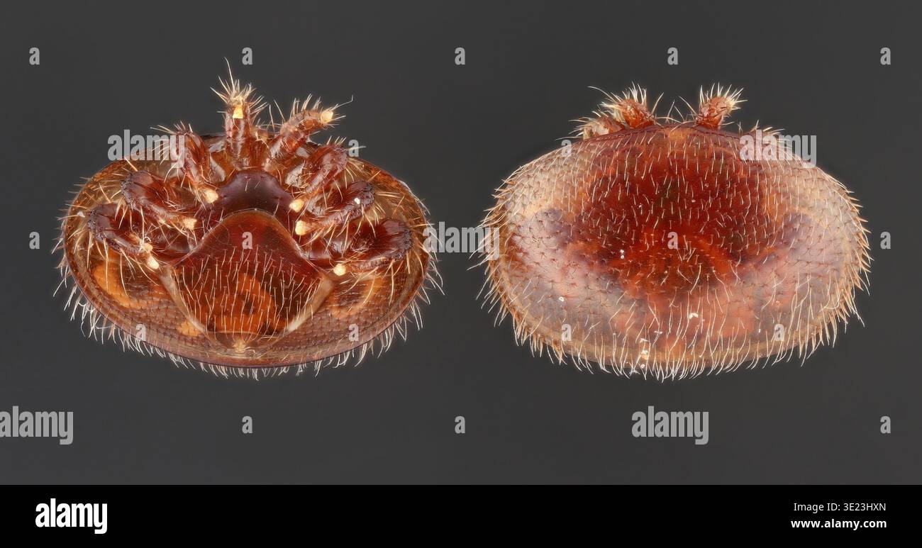 Primo piano dell'acaro Varroa destructor. L'acaro è un parassita che colpisce le api mellifere, rappresentando una minaccia significativa per le colonie di api. Aracnide visto fr Foto Stock