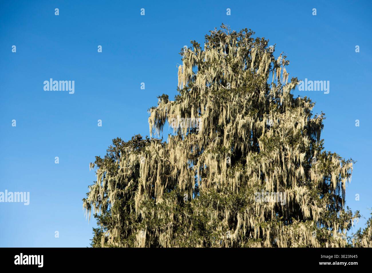 Albero ricoperto di barba di vecchio, Aberdare National Park, Kenya Foto Stock