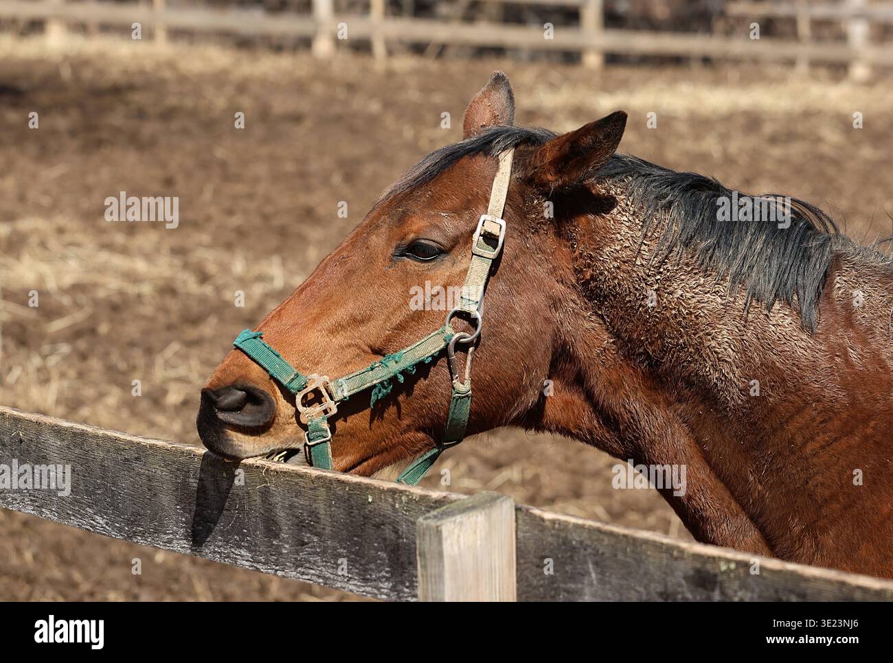 Profilo laterale di un cavallo di baia marrone con una mezza verde che morde una recinzione di legno in un paddock. Mostra un comportamento di "cribbing". Cappotto fangoso, ambiente esterno. Foto Stock